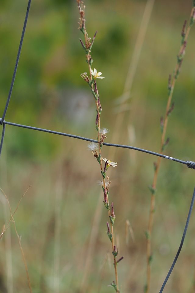 Piccoli fiori gialli - Lactuca cfr. viminea